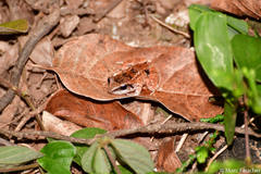 Eleutherodactylus atkinsi