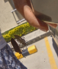 Catorhintha selector