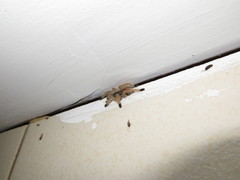 Avicularia avicularia