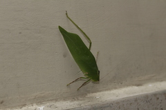 Stilpnochlora azteca