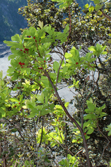 Vaccinium calycinum