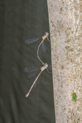Chalcolestes parvidens