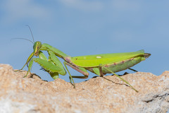 Hierodula patellifera