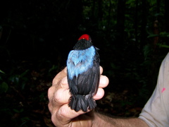 Chiroxiphia pareola
