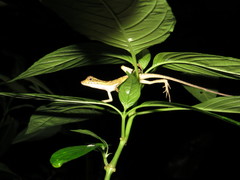 Anolis planiceps
