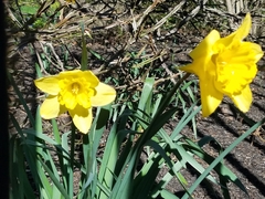 Narcissus pseudonarcissus