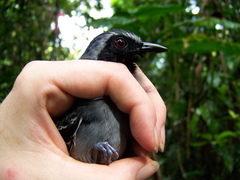 Myrmoborus myotherinus