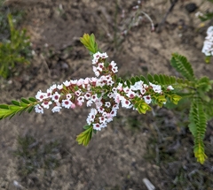 Thryptomene calycina