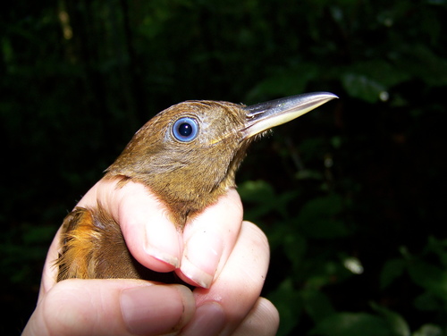 White-chinned Woodcreeper (Dendrocincla merula), photo 9