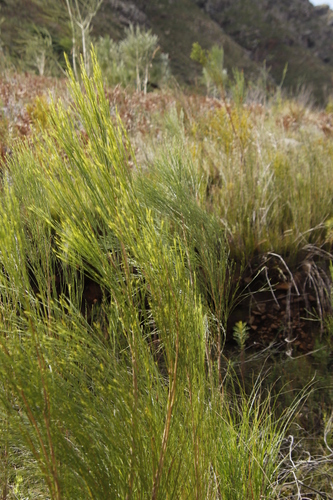 Image of Psoralea usitata by (c) Tony Rebelo, some rights reserved (CC BY-SA)