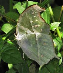 Protogoniomorpha parhassus