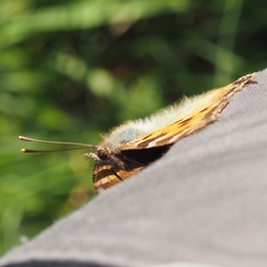 Nymphalis polychloros