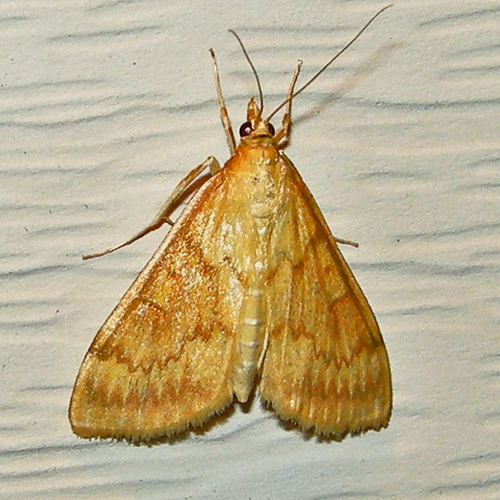 European Corn Borer Moth photo 3