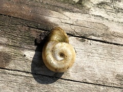 Planorbella campanulata