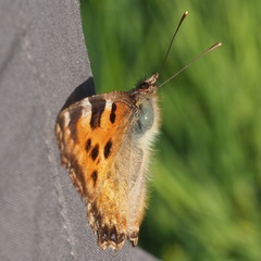 Nymphalis polychloros