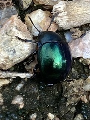 Leptinotarsa haldemani