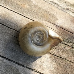 Planorbella campanulata