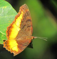 Eurytela dryope angulata