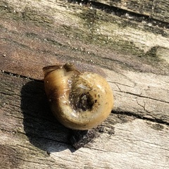 Planorbella campanulata