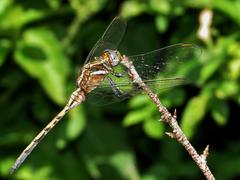 Orthetrum chrysostigma chrysostigma