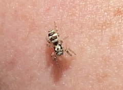 Salticus scenicus