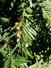 Taxus