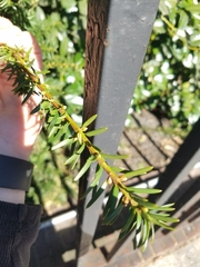 Taxus