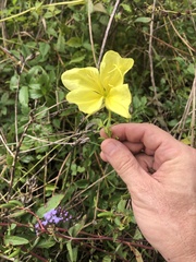 Oenothera grandiflora