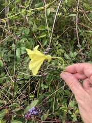 Oenothera grandiflora