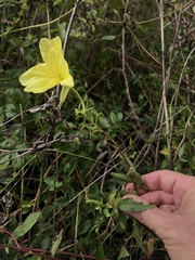 Oenothera grandiflora