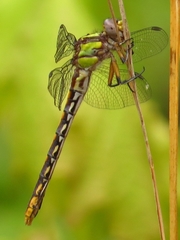 Ophiogomphus incurvatus