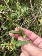 Oenothera grandiflora