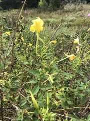 Oenothera grandiflora