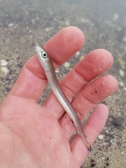 Gonorynchus forsteri