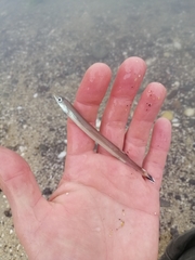 Gonorynchus forsteri