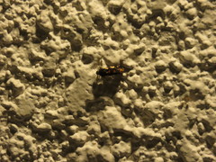 Lepidoptera