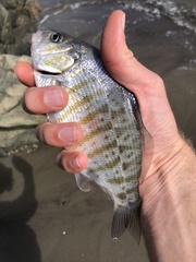 Amphistichus argenteus