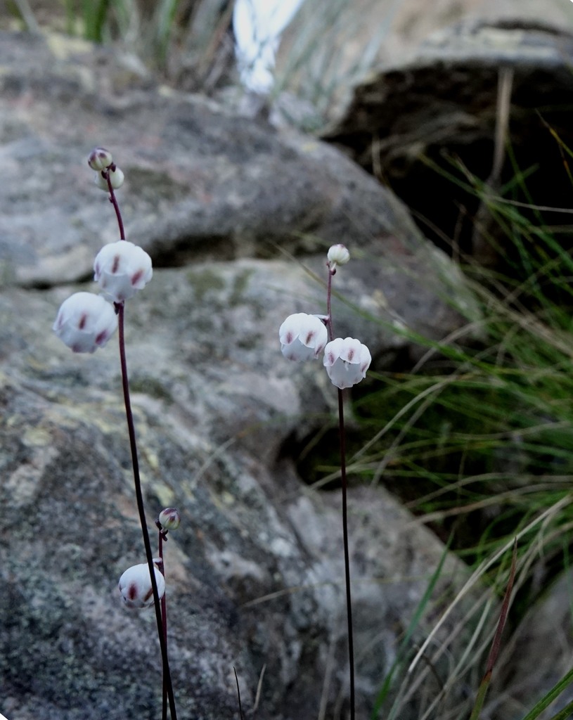 Drimia apiculata