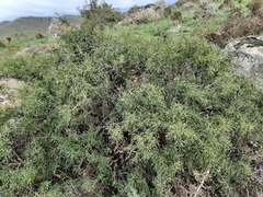 Rhamnus erythroxyloides