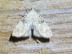 Elophila faulalis