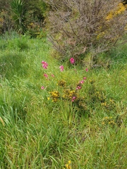 Ixia maculata