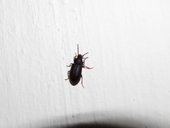 Anaedus