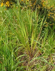 Ixia maculata