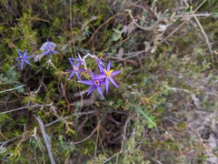Calectasia intermedia