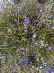 Calectasia intermedia