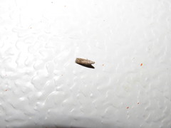 Lepidoptera