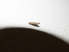 Lepidoptera