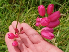 Ixia maculata