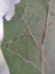 Stigmella variella