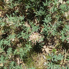 Trifolium macrocephalum